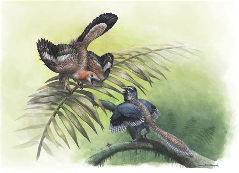 earliest birds emily willoughby art