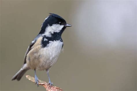 The 10 Smallest Birds in the UK (With Pictures)