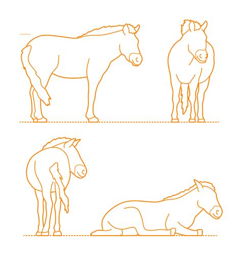 Quagga Equus Quagga Quagga Dimensions Drawings Dimensions