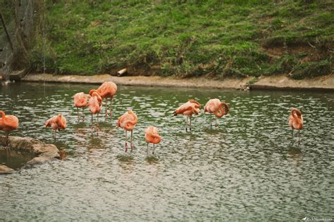 Blackpool Zoo - Rick Nunn