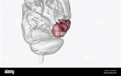 The Middle Temporal Gyrus Is Located On The Lateral Surface Of The