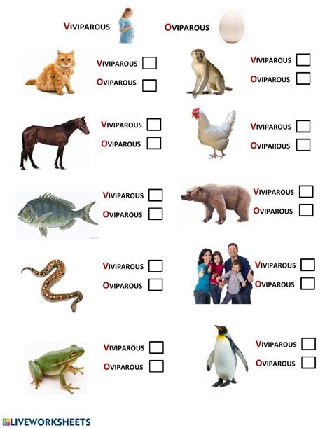 Oviparous And Viviparous Animals Worksheet Live Worksheets, 53% OFF