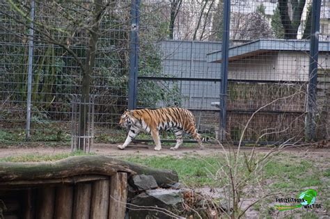 Sibirischer Tiger - Kölner Zoo | Freizeitpark-Welt.de