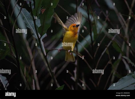 Las aves tejedoras Ploceidae de África también conocidas como