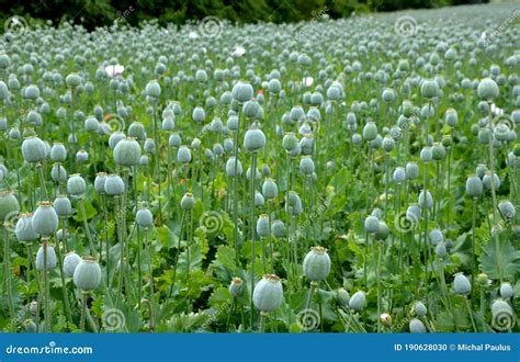 Papaver Somniferum Poppy Field Of Green Immature Heads Of Poppy