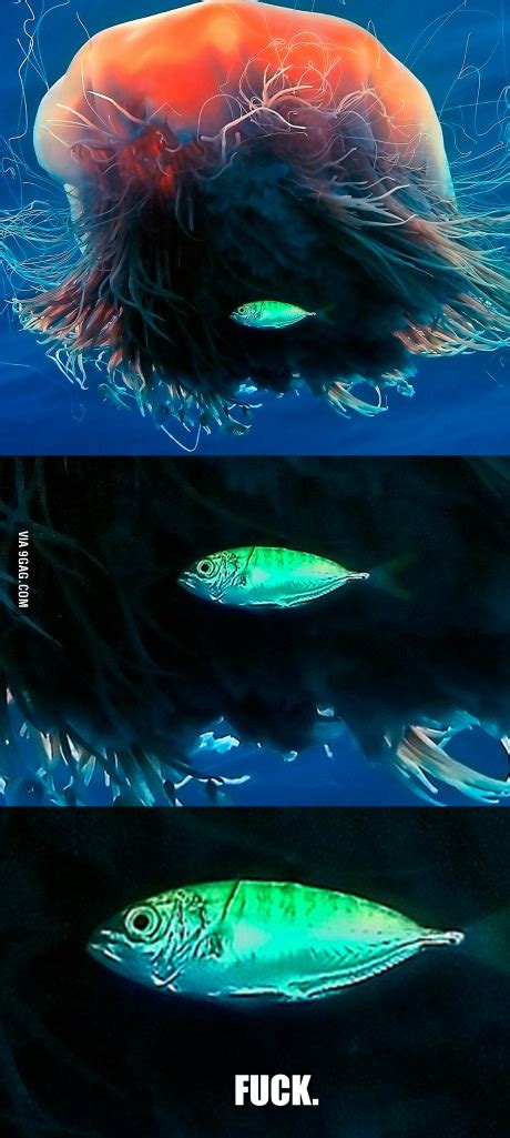 Fuck Meme By Disyse Memedroid