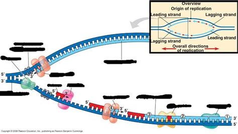 Dna Replication Diagram Quizlet