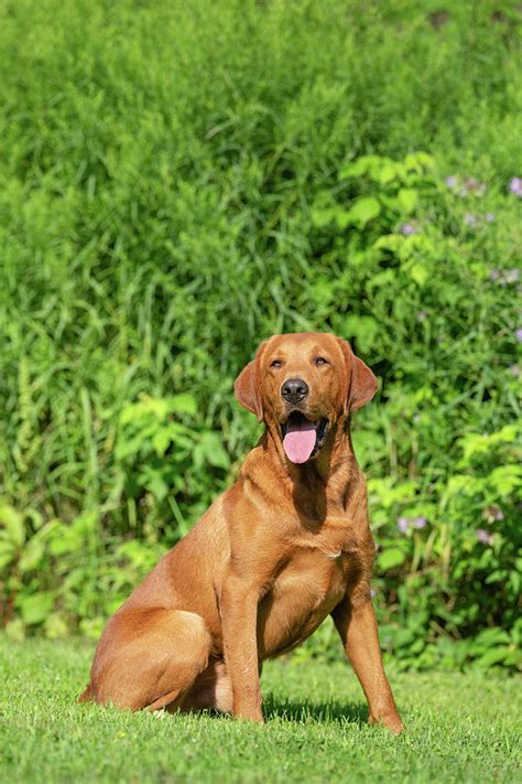 Fox Red Labrador Retriever Photograph by Linda Arndt - Pixels