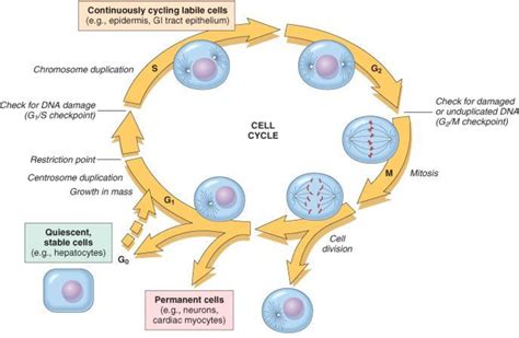 Figure From The Prognostic Significance Of Proliferation Markers Ki