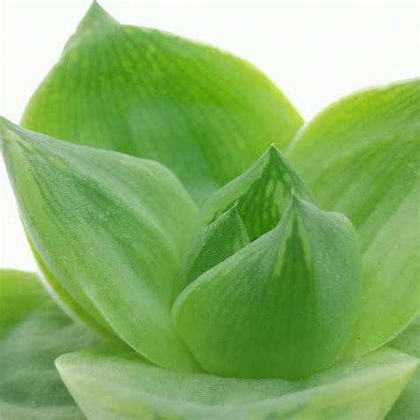 Haworthia Planifolia F Agavoides 65 Cm Aloaceae Giromagi Vendita