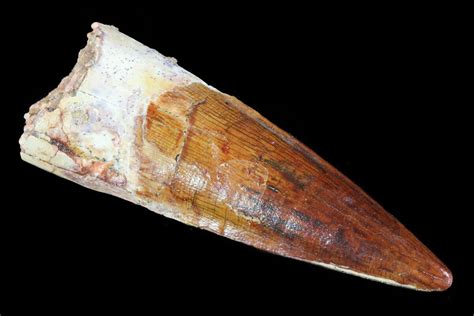 241 Real Spinosaurus Tooth Excellent Tip 75209 For Sale