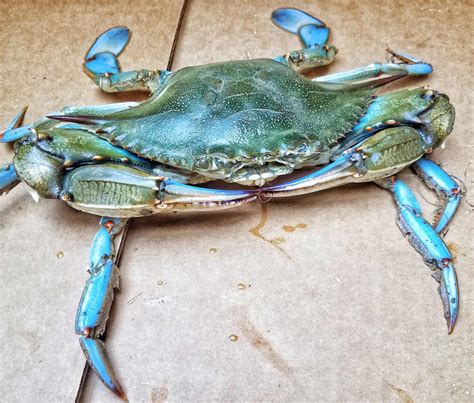 When is Blue Crab Season in Maryland? A Guide to the East Coast's