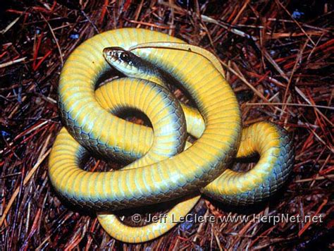 Blue Racer Snake