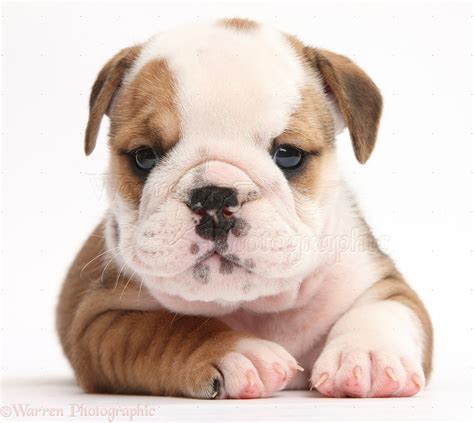 Cute Bulldog Wallpaper - WallpaperSafari