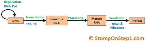 Dna Replication Transcription And Translation Chart