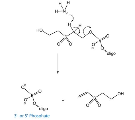 Phosphorylation Mechanism