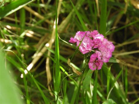 Oeillet Barbu Dianthus Barbatus Observations Be