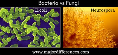 10 Differences Between Bacteria And Fungi Bacteria Vs Fungi