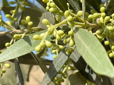 La Floraci N Del Olivo Curiosidades Y Etapas Karma Aceite De Oliva