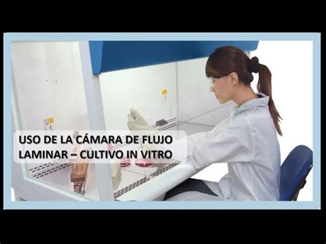 CÁMARA DE FLUJO LAMINAR USO EN CULTIVO IN VITRO YouTube