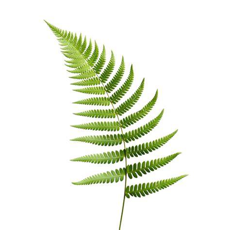 Fern Frond Leaf Transparent Png Transparent Image And Clipart For