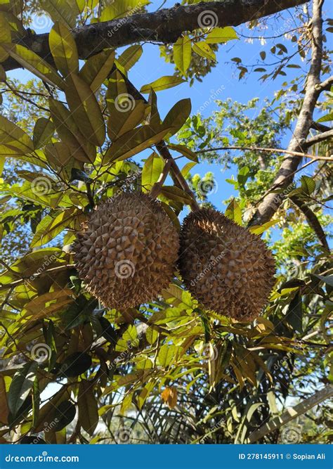 Natural Durian Under Tree Leaf Stock Image - Image of tree, durian ...