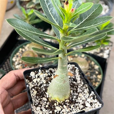 Adenium Arabicum Etsy