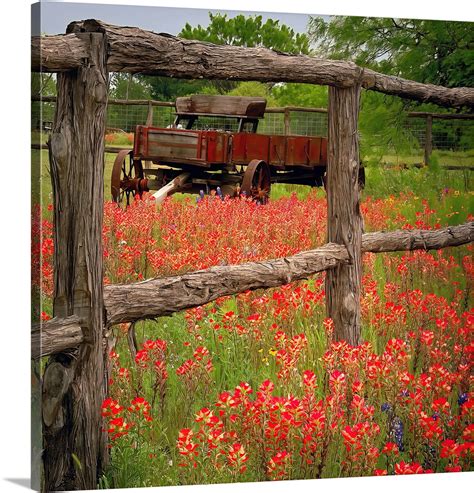 Texas Wildflower Indian Paintbrush Wagon Red original photograph
