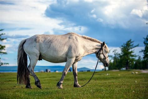 8 Ancient Horse Breeds With Historic Influence