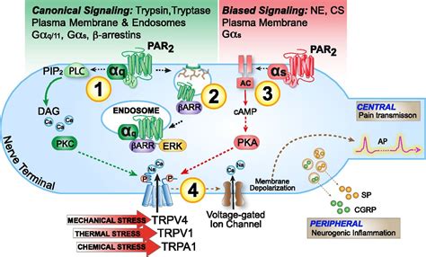 Protease Activated Receptor 2 In Endosomes Signals Persistent Pain Of