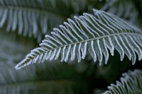 The most hardy ferns – Fern Gardening