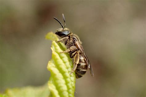 Bronze Furrow Bee Halictus Tumulorum Halictus Tumulorum Flickr