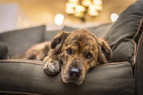 Hund am Silvester beruhigen Tipps für eine entspannte Nacht