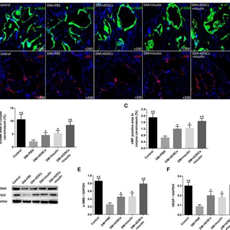 Nnos Expression In Dorsal Penile Nerve Of Each Group A Representative