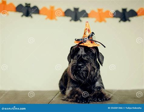 Black Dog in Costume for Halloween. Stock Photo - Image of feast ...