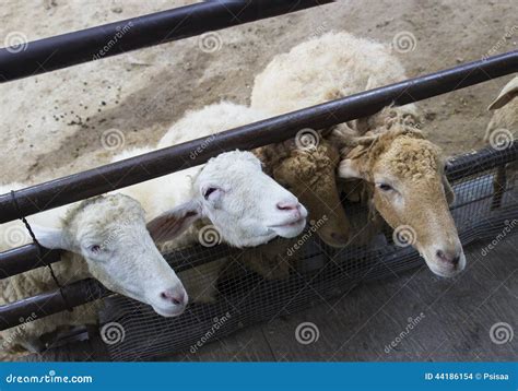 Herd Of Sheep In The Corral Stock Photo Image Of Sheep Flock 44186154