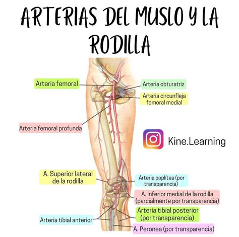 Arterias Del Muslo Y La Rodilla Apuntes Imagen De Kine Learning Mod