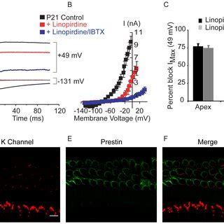 Bk Channels Do Not Contribute To Voltage Gated K Currents In Apical