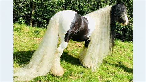 Gypsy Cobs A Type Of Horse Growing In Popularity Horse And Hound