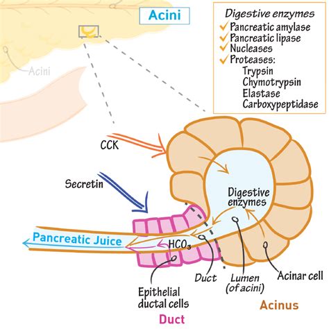 Biochemistry Glossary: Acini | ditki medical & biological sciences