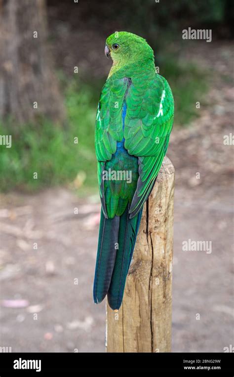 Plumage Feathers On Back Of A Female Australian King Parrot Alisterus