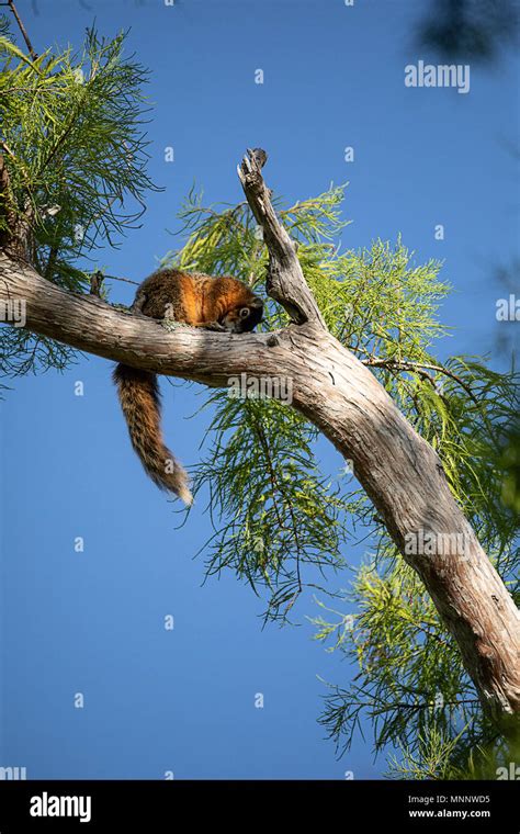 Big Cypress Fox Squirrel High Resolution Stock Photography And Images