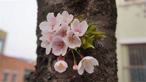 Free Images Branch Wood Flower Spring Botany Pink Flora Cherry