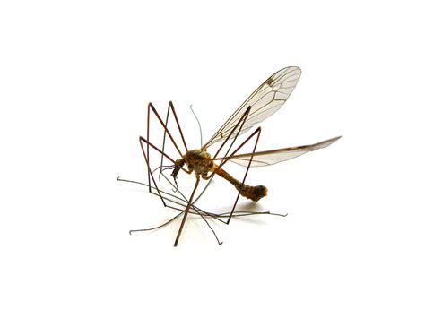 Where do Mosquitoes breed? • Pest Control Today •Phone: 0416 070 587