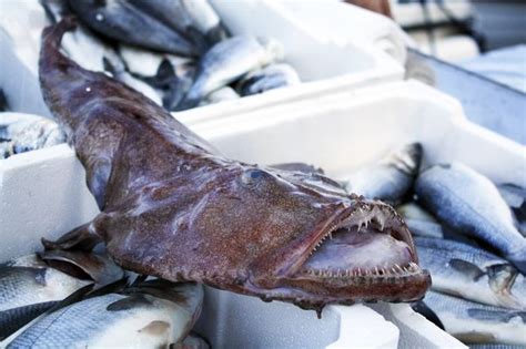 Esses S O Os Peixes Considerados Melhores Que Carne Segundo A