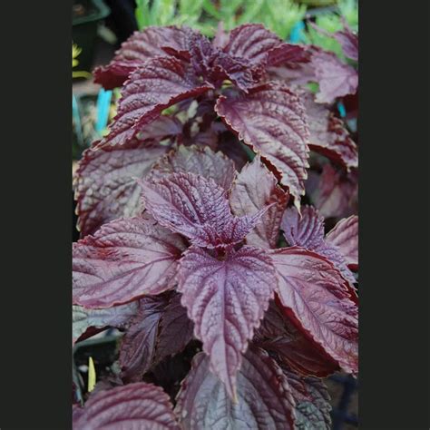 perilla red seeds dh seed harvest