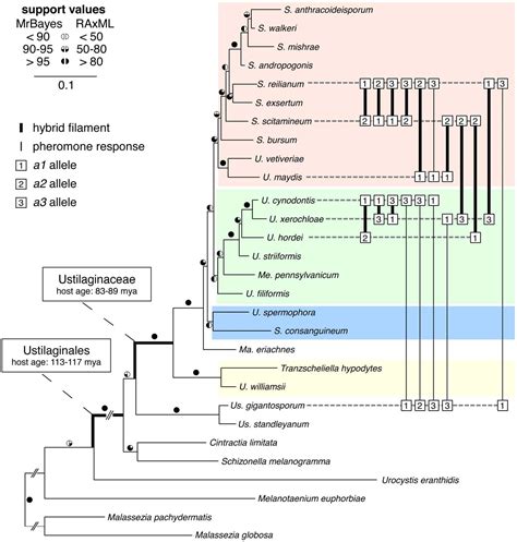 Figure 1 From Interspecific Sex In Grass Smuts And The Genetic Diversity Of Their Pheromone