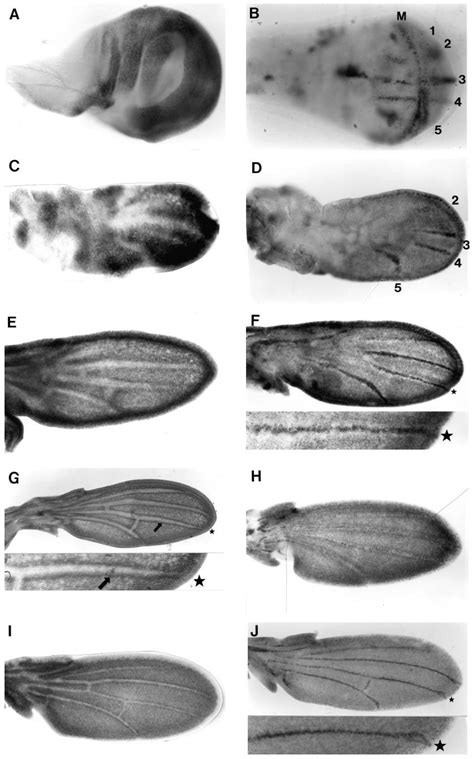 Egf-r down-regulation during wing development. (A) Egf-r mRNA ... 