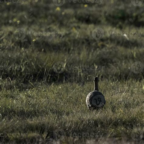 Elegant Crested Tinamou Eudromia Elegans Pampas Grassland Environment