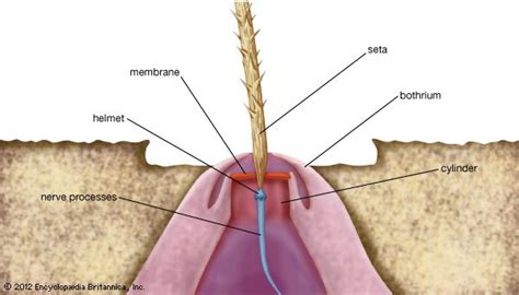 Spider - Reproduction, Life Cycle, Molting | Britannica